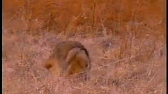 Problem Coyotes Part 1 смотреть онлайн