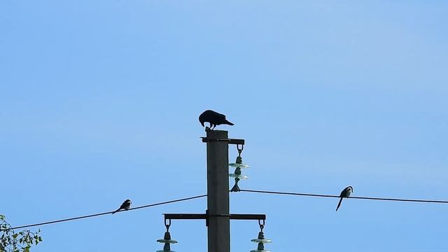 № 1706 13. 09. 2021 Ворон на столбе смотреть онлайн