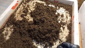 ГЛАВА ТРЕТЬЯ. " СУБСТРАТ ДЛЯ ЧЕРВЕЙ "