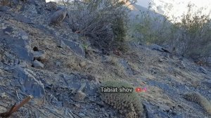 Шикори Кабк Keklik avi Охота на куропаток Partridge hunting Kabk shikar شکار کبک Chukar avi