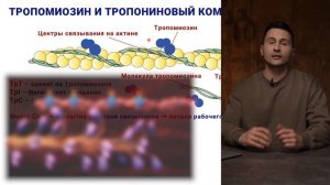 09. Тропонин тропомиозиновый комплекс, регуляция мышечного сокращения