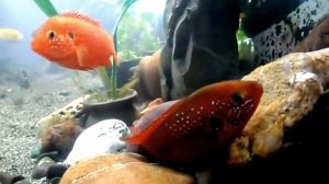 хромис-красавец нерест 07.08.2015.