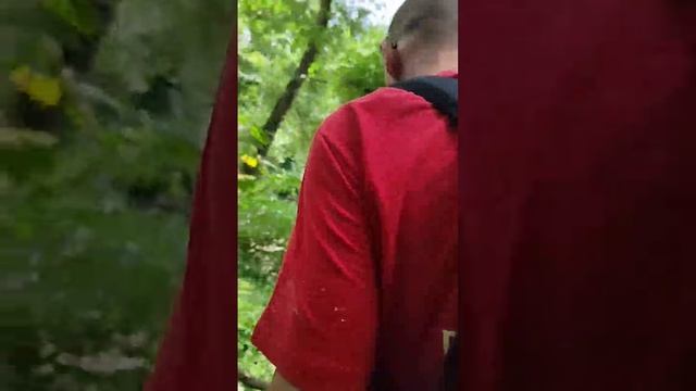 дикиеместа горнаярека быки лес вдвоём