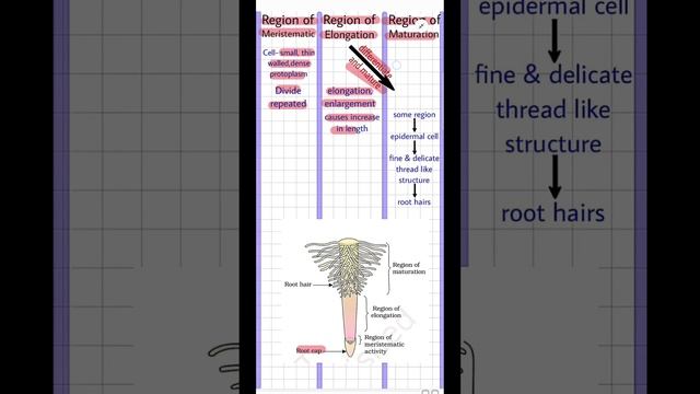 Root region morphologyoffloweringplants roots biologyclass11 revision neet cbse motivation