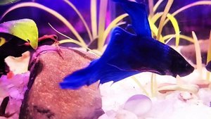 Мини-аквариум 5 л. на подарок