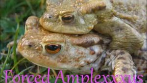Forced Amplexxxus - BBF (Bufo Bufo Female)