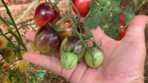 Сказка от Kleverhof. Обзор сортов.