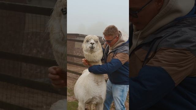 Стричь КОГТИ у АЛЬПАКОВ - несложно! Показываем КАК!...