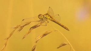 Стрекозы в движении. Завораживающие кадры природы.