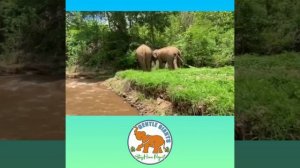 Gentle Giants Stay Home Project