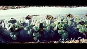 Клубника в теплице.