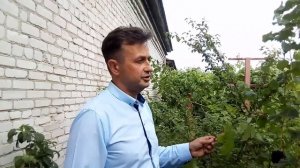 Период созревания винограда.