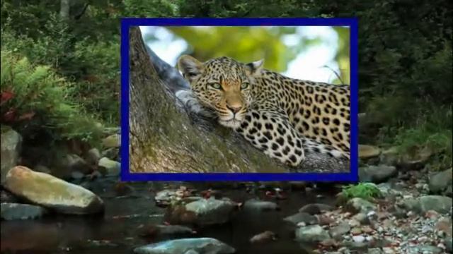 Семейство кошек смотреть онлайн