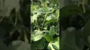 канадская соя под глифосат