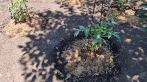 Томаты БОБКАТ. КС-17, 18 Японской селекции. Солероссо. Тыква Мускат де Прованс.