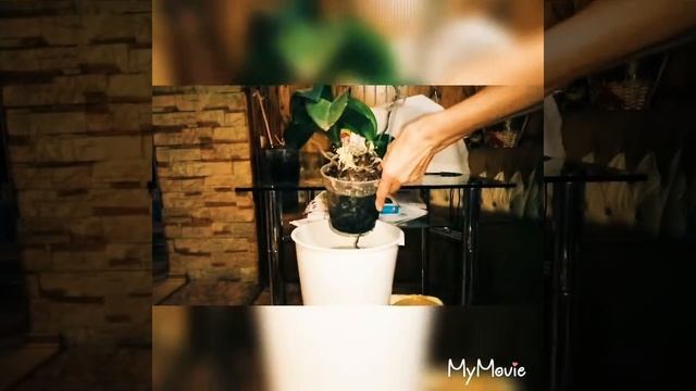 Реанимация Орхидей. смотреть онлайн