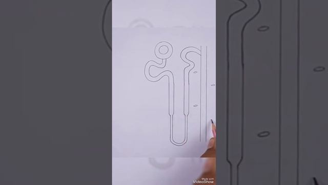 # nephron structure # biology diagram 👈👈👈🍀🍀🍀👈👈👈 смотреть онлайн