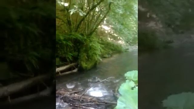 Крупная форель Закарпаття смотреть онлайн