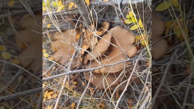 пеньковые грибы смотреть онлайн