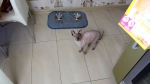 (А4) ЛЫСАЯ КИСКА l ОПЫТЫ НАД КОТОМ
