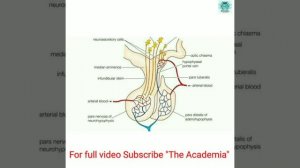 Master gland_pituitary #endocrinesystem #health #mbbs