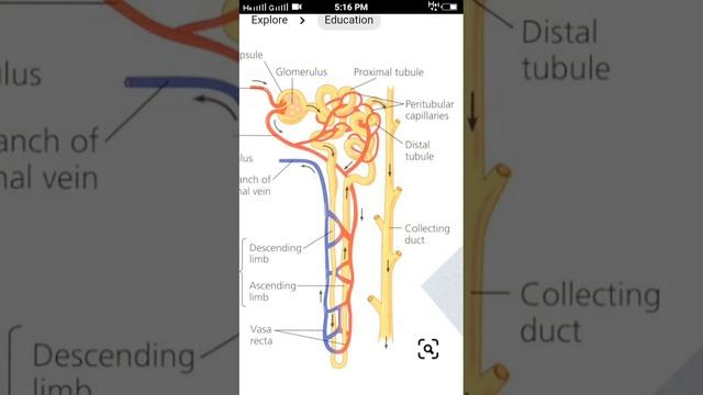 neet  study material ll neet  online coaching ll 🔥nephron diagram video ll🔥#neetmotivation #neetexa