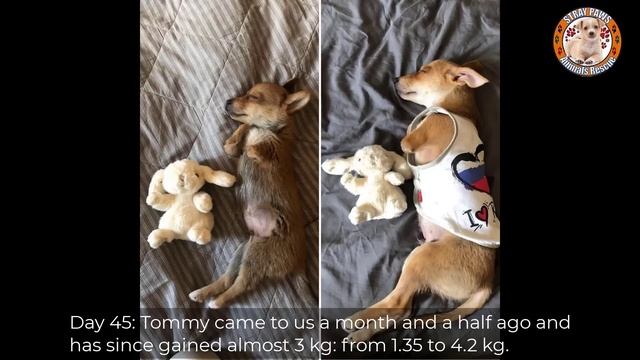 They dumped paralyzed puppy without front legs out of their car to trash dump...just like trash! смотреть онлайн