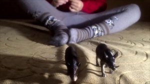 О кабанах #длядетей