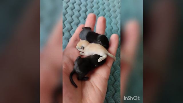 Два уголька и медовое солнышко😀- монгольские песчанки, окрас черный и черноглазый мед.