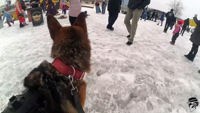 Мотомасленица 2019 глазами немецкой овчарки смотреть онлайн