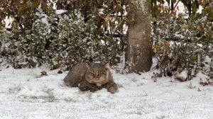 ❄️ Танец снежинки ❄️ Лесной кот Барсик