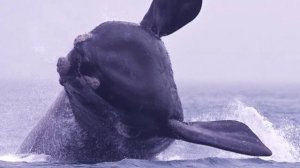 Обзор ЮЖНЫЙ ГЛАДКИЙ КИТ