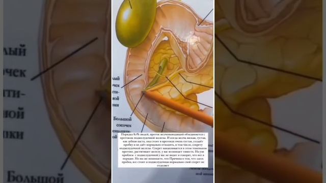 ОТКУДА ВОЗНИКАЮТ БОЛЕЗНИ ПОДЖЕЛУДОЧНОЙ ЖЕЛЕЗЫ.