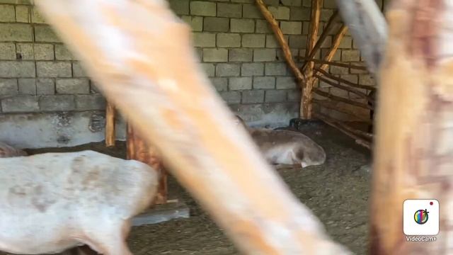 200-kg QOCHQOR😱 VA QOZILARI SOVLUQLARI SOTILADI 99-784-86-40