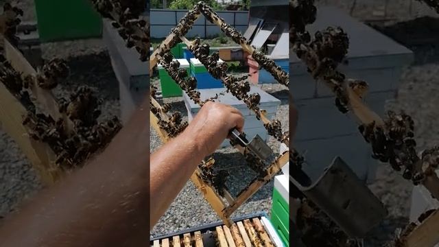 Вывод маток смотреть онлайн