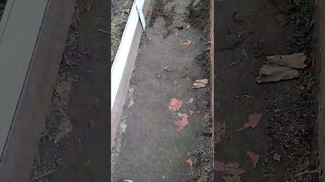 Есть пырей - грядки ограничиваем. смотреть онлайн