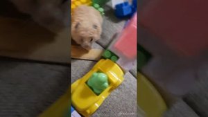 Хомяк Компот в Древнем Египте