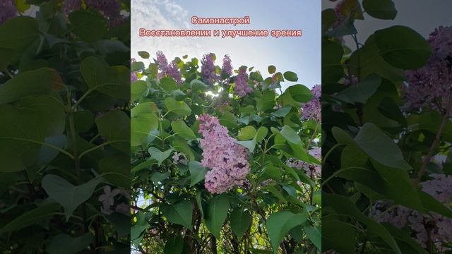Самонастрой Восстановление зрения