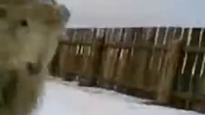 Баран Боря