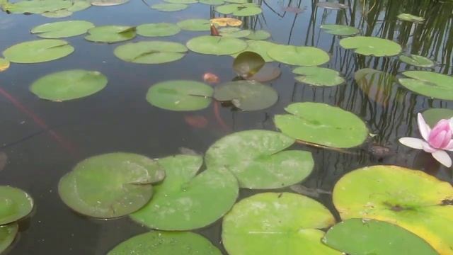 Водные лилии. смотреть онлайн