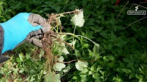 Brennnesseln für immer loswerden? So bekämpfst du Brennnesseln richtig!