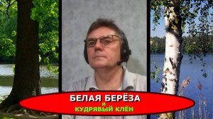 Белая Берёза и Кудрявый Клён.