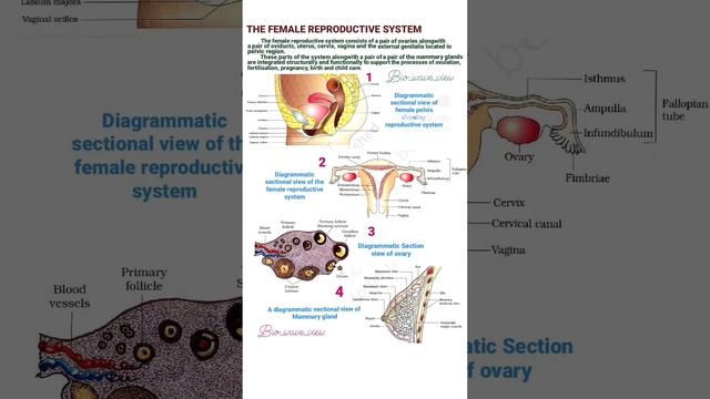 female reproductive system biology