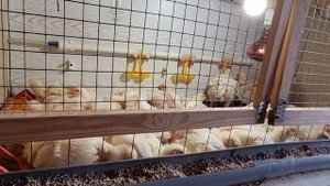 Не покупайте бройлеров пока не посмотрите это видео. Каких бройлеров лучше купить.