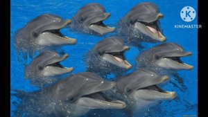 23 ИЮЛЯ  - ВСЕМИРНЫЙ ДЕНЬ ЗАЩИТЫ КИТОВ И ДЕЛЬФИНОВ