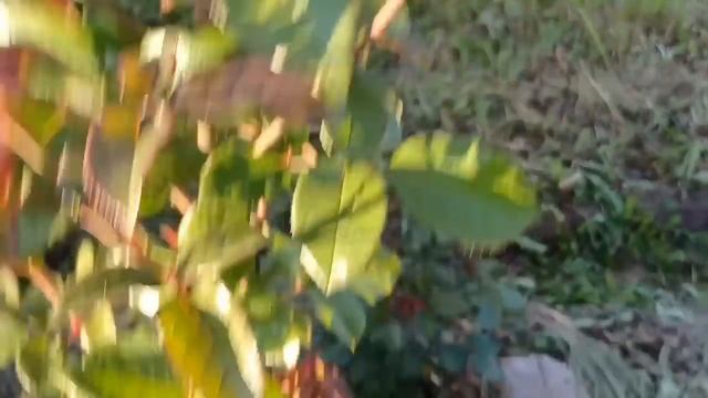 Цветные розы.🩷5 часть. Розовые...🩷🩷🩷Продолжение обзора сортов. #уральскиерозы#розовыерозы#розы смотреть онлайн