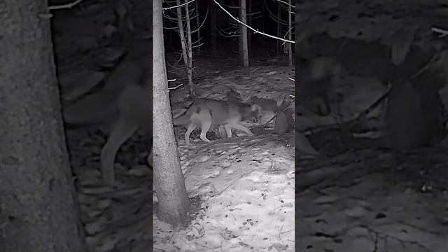 Wolf checking the cave