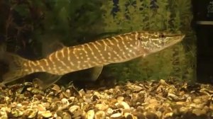 Как щука охотится на карася