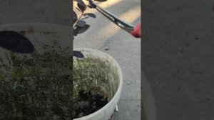 барбарис черенками, быстрый и проверенный временем способ размножения