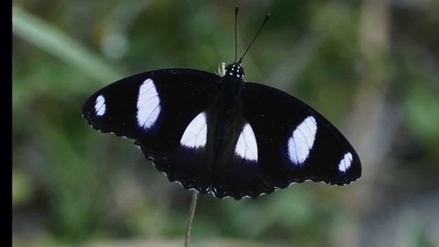 Papillon Inconstant/J Ph Rameau смотреть онлайн